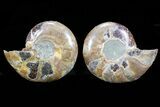 Cut & Polished Ammonite Fossil - Anapuzosia? #72955-1